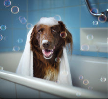 Load image into Gallery viewer, Shampooch Luxury Wash for Dogs